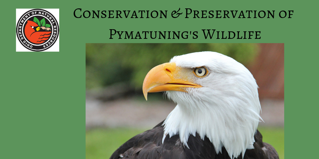 Conservation and Preservation of Pymatuning's Wildlife