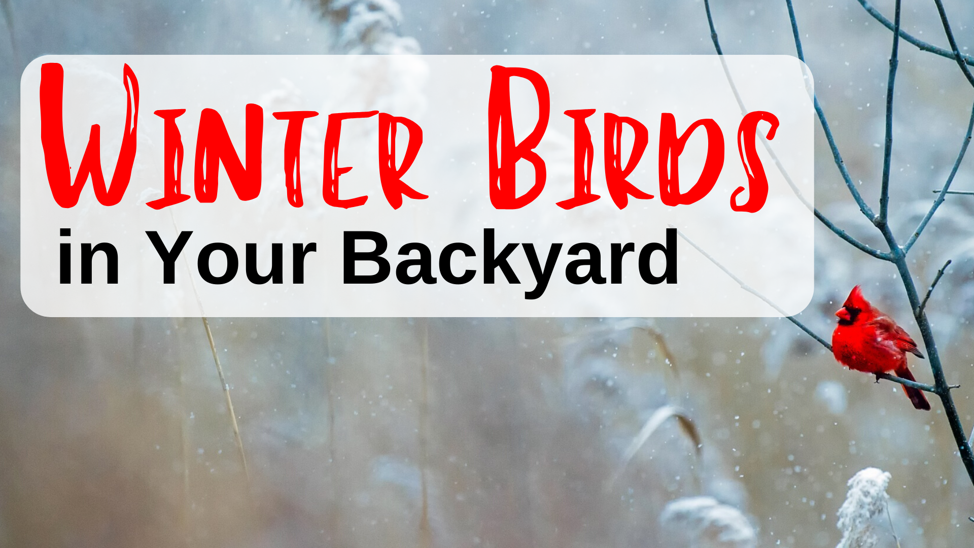 Winter Birds in Your Backyard