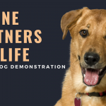 Meet the Canine Partners for Life