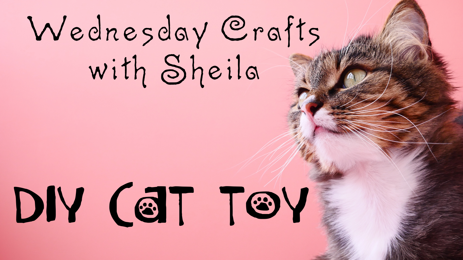 Wednesday Craft with Sheila - DIY Feather Cat Toy