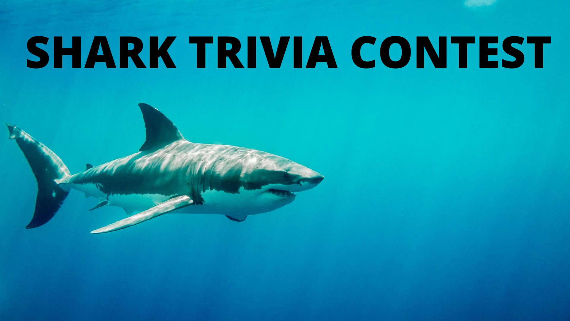 Shark Trivia Contest